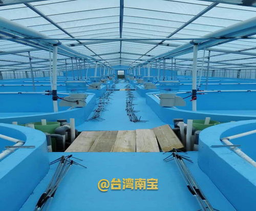 水泥錦鯉池刷養(yǎng)錦鯉魚(yú)池漆的作用與掛車(chē)漆的誤區(qū)解析